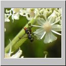 Sepsis cynipsea ~ fulgens - Schwingfliege 01 4mm.jpg